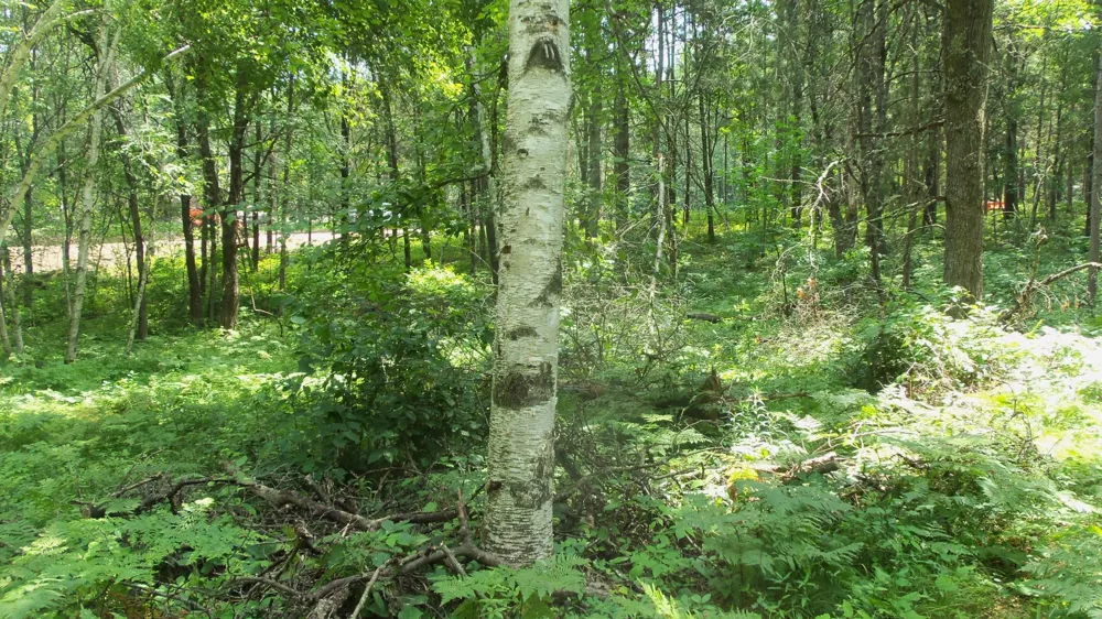 Lot 2 Birch Tree Trl Spooner, WI 54801