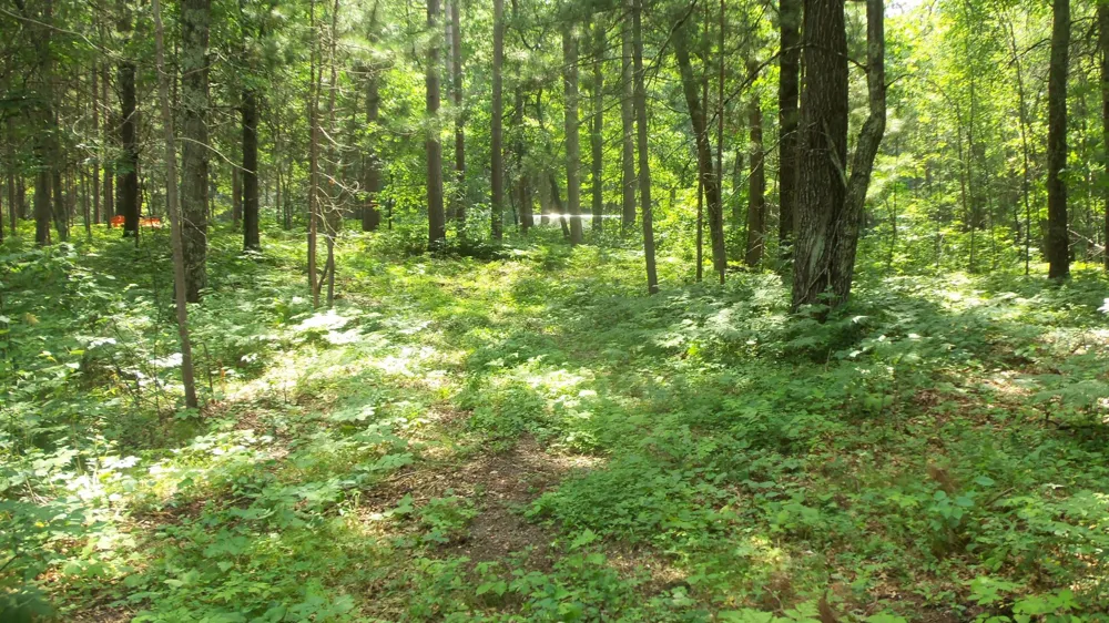 Lot 2 Birch Tree Trl Spooner, WI 54801