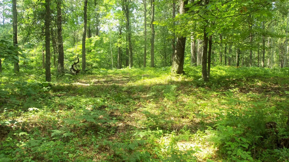 Lot 2 Birch Tree Trl Spooner, WI 54801