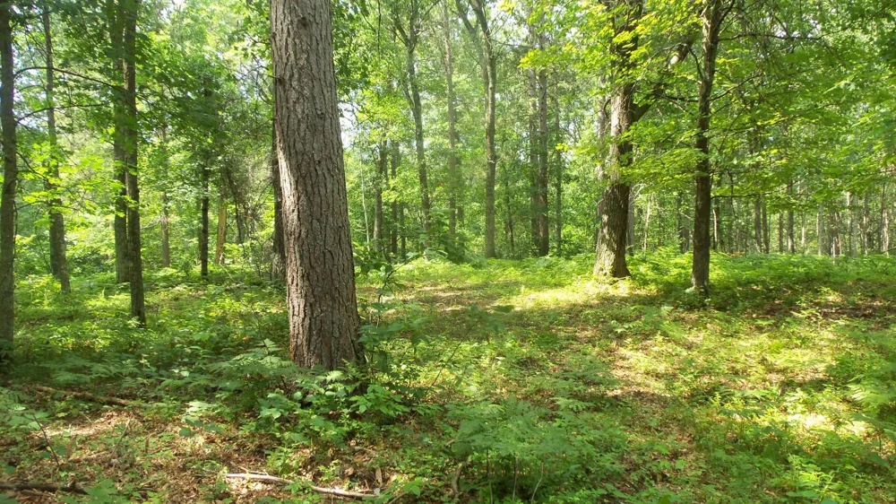 Lot 2 Birch Tree Trl Spooner, WI 54801
