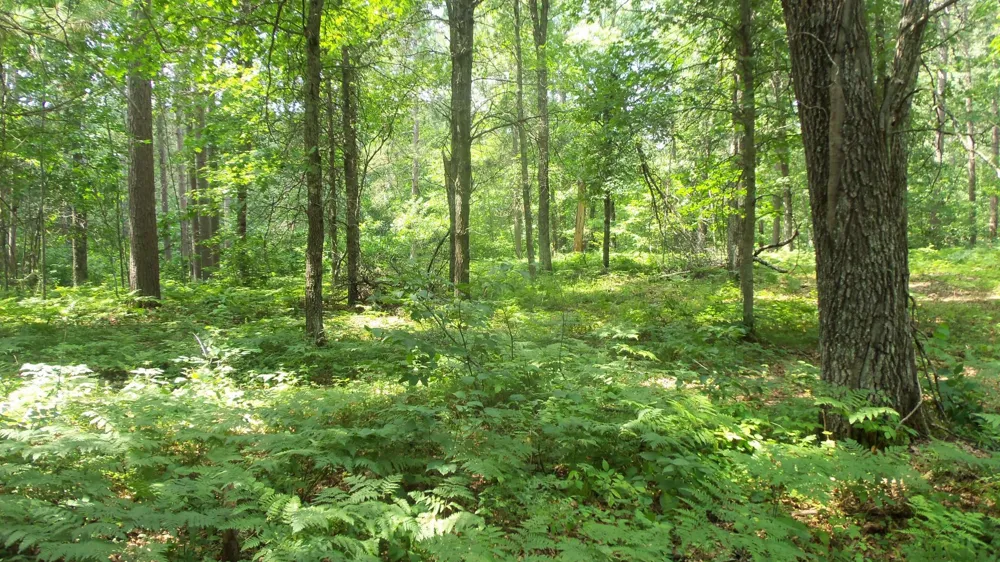 Lot 2 Birch Tree Trl Spooner, WI 54801