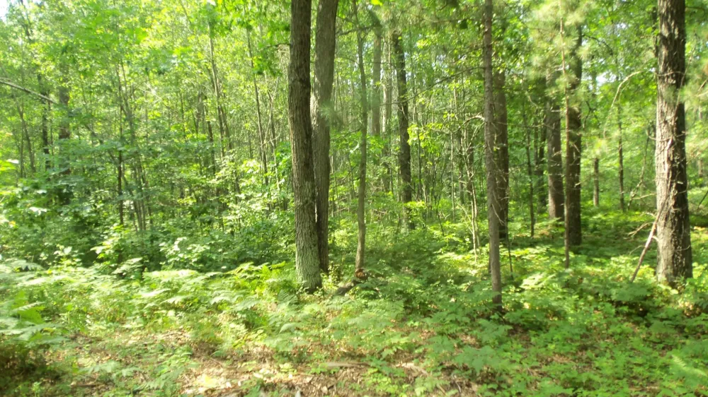 Lot 2 Birch Tree Trl Spooner, WI 54801