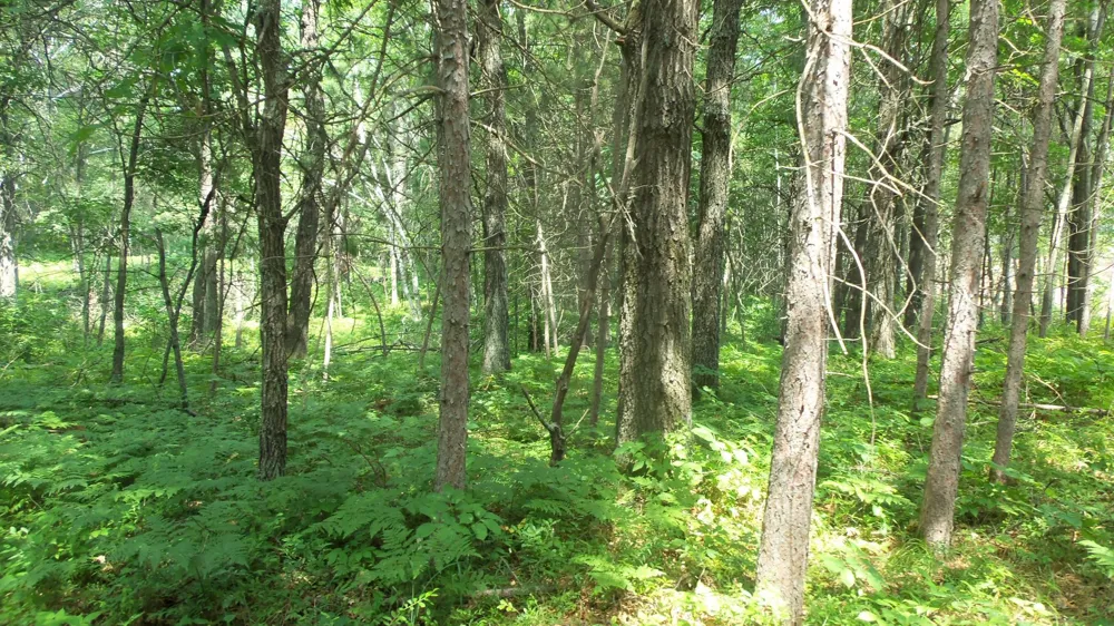 Lot 2 Birch Tree Trl Spooner, WI 54801