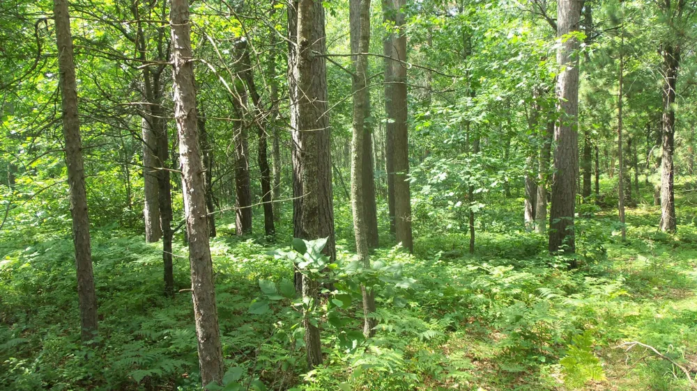Lot 2 Birch Tree Trl Spooner, WI 54801