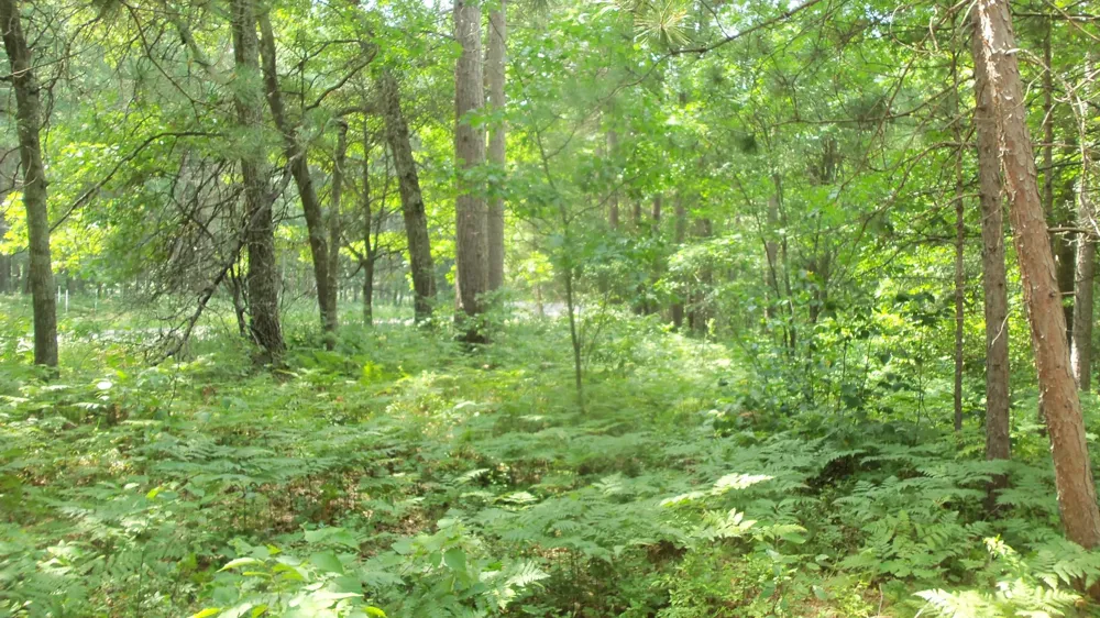 Lot 2 Birch Tree Trl Spooner, WI 54801