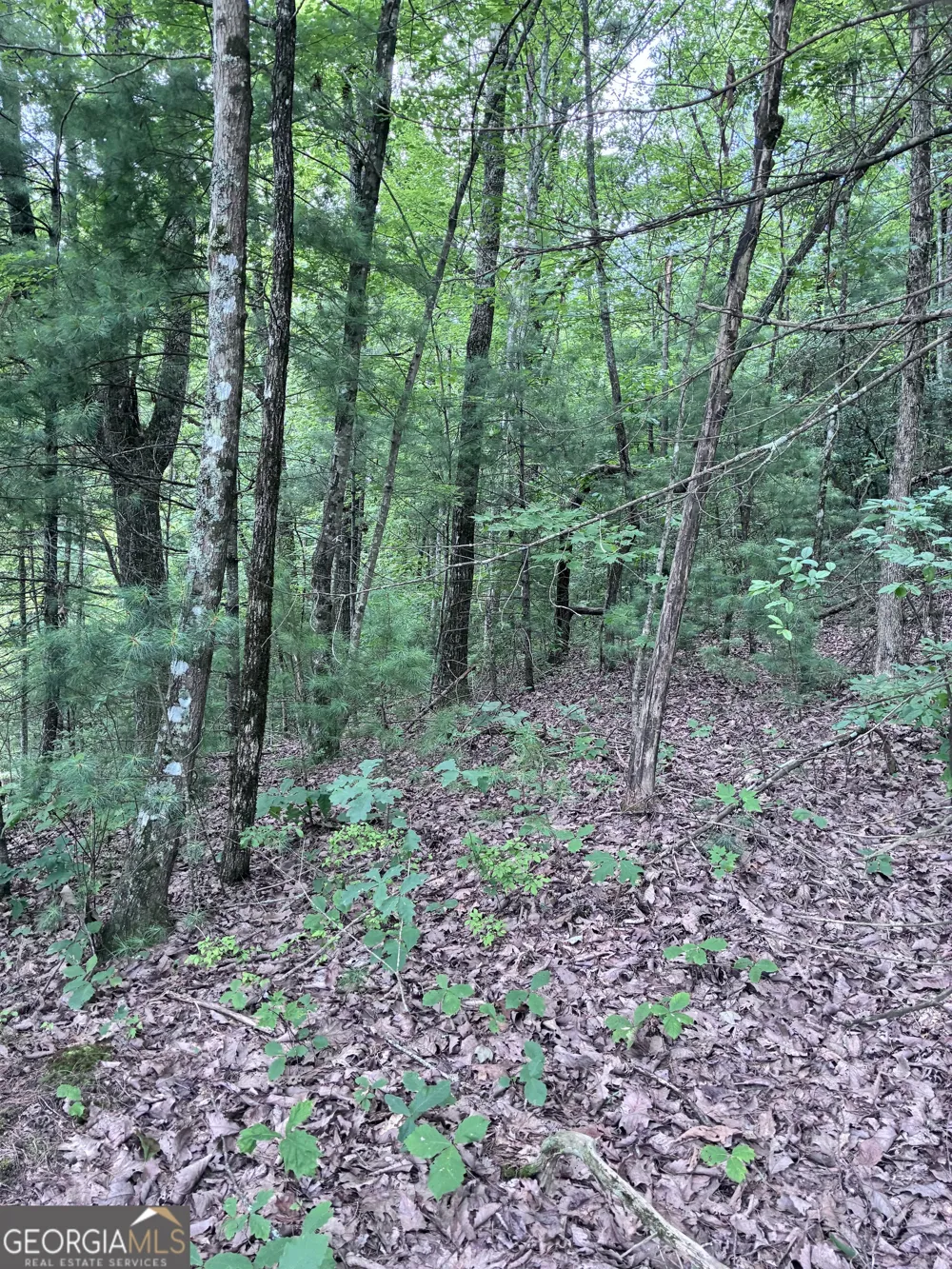 829 Morton DR Ellijay, GA 30540
