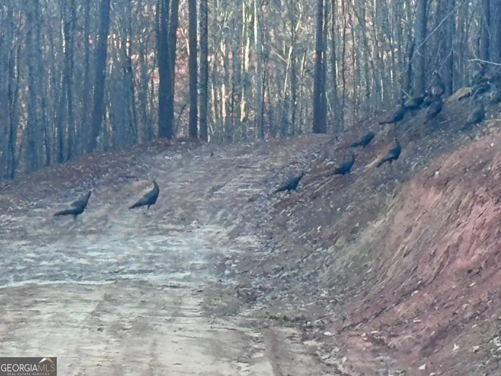 0 Lone Bear PATH Dallas, GA 30132