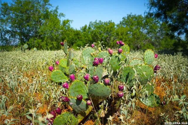 13.87+/- ACRES County Road 314 Charlotte, TX 78011