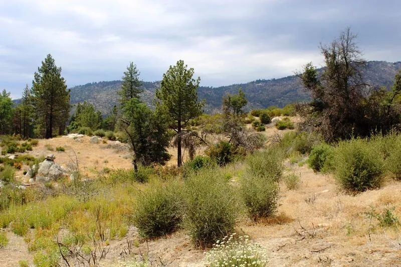 Bonita Vista Road Mountain Center, CA 92561