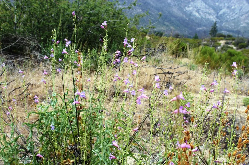 Bonita Vista Road Mountain Center, CA 92561