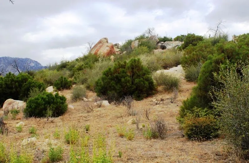 Bonita Vista Road Mountain Center, CA 92561