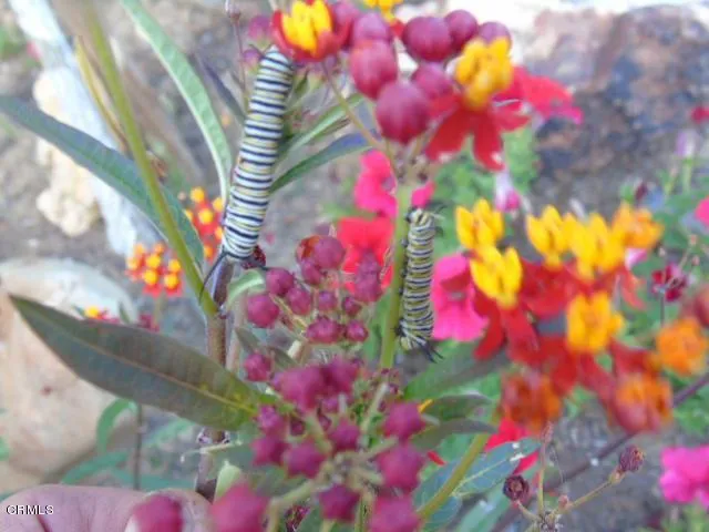 320 Barbara Street Ojai, CA 93023