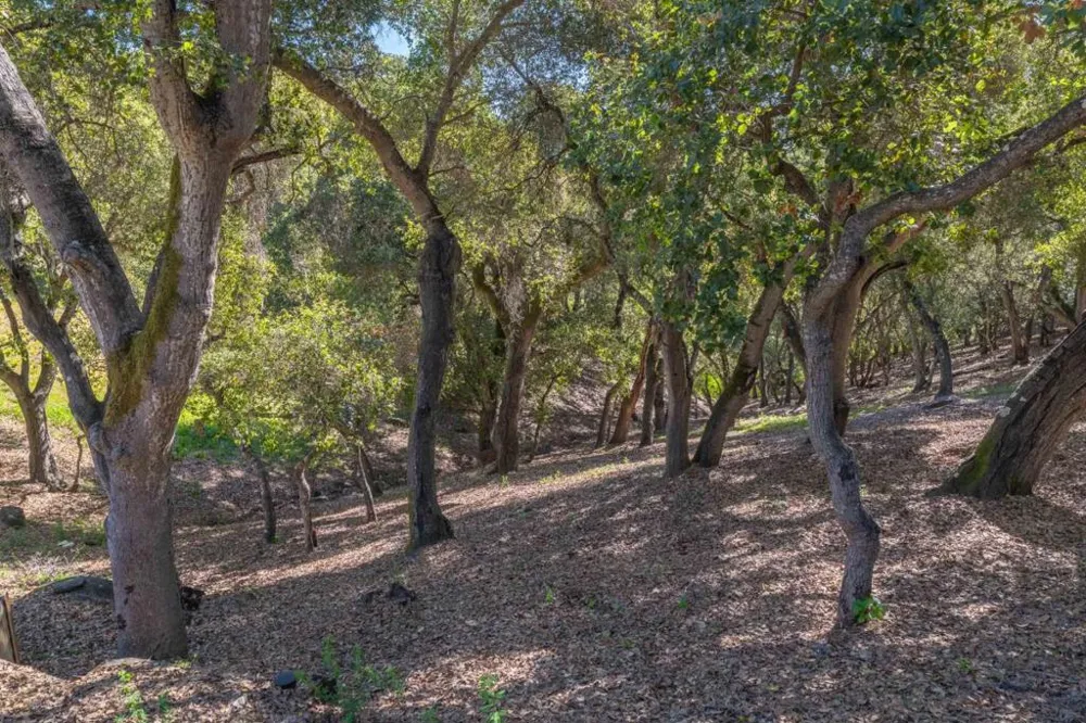 245 Calle De Los Agrinemsors Carmel Valley, CA 93924