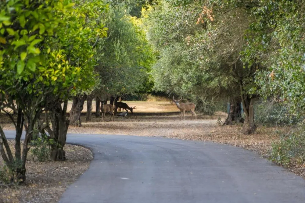 12401 Merriman Lane Gilroy, CA 95020