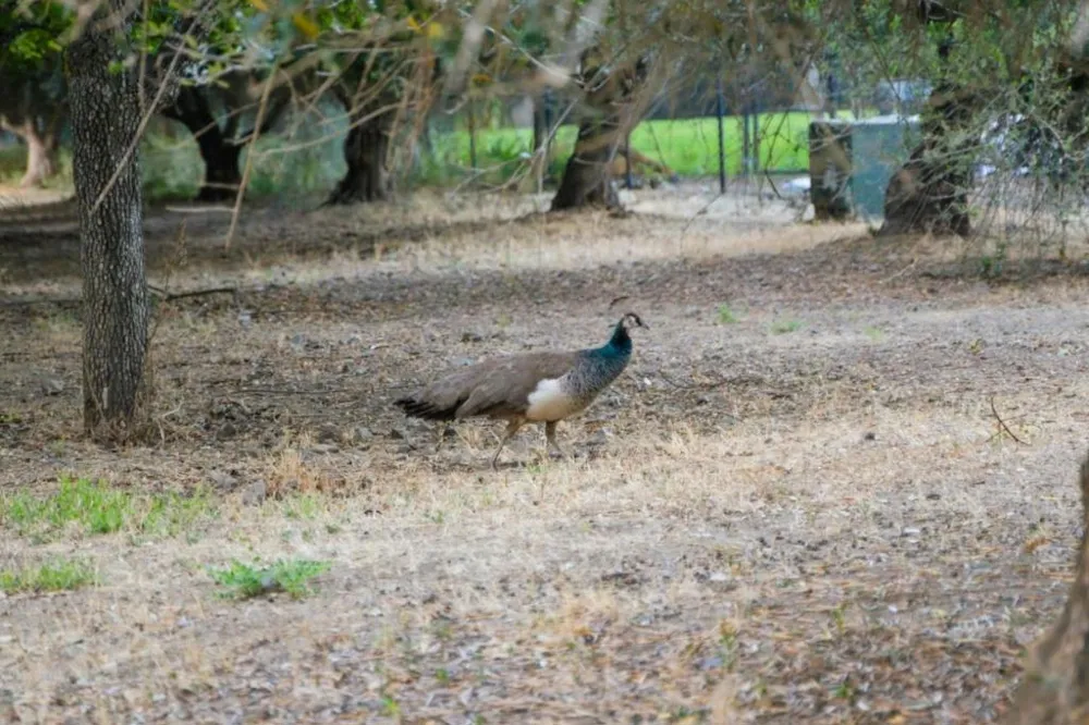 12401 Merriman Lane Gilroy, CA 95020