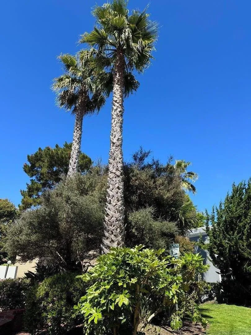 133 Piccadilly Place #H San Bruno, CA 94066