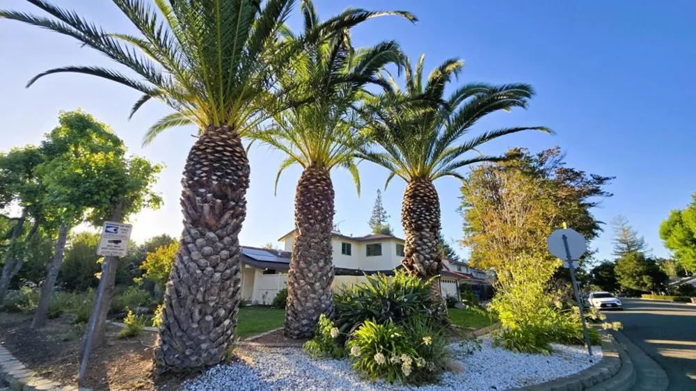 Address Not Shown Saratoga, CA 95070