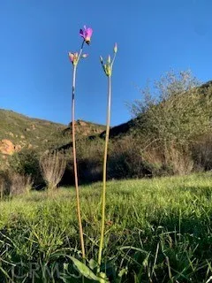 32797 Mulholland Malibu, CA 90265