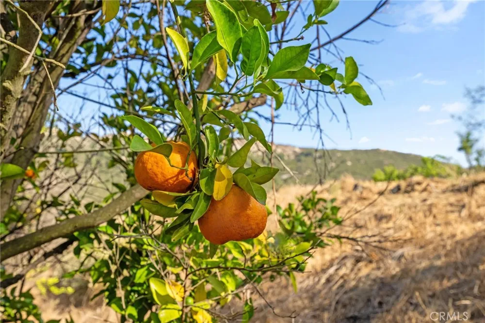 Camino Gazapo Temecula, CA 92590
