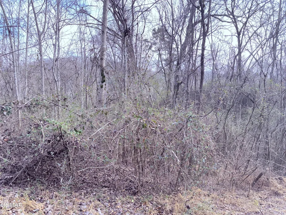 0 Chickory Road Newport, TN 37821