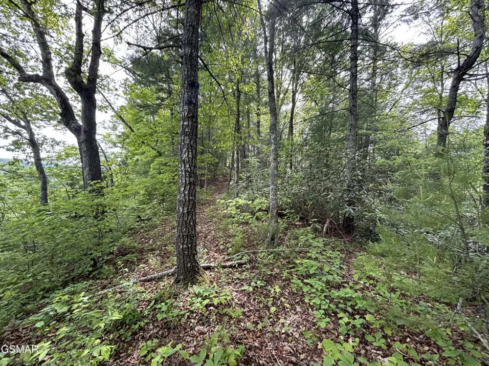 1450 Cabin Way Del Rio, TN 37727