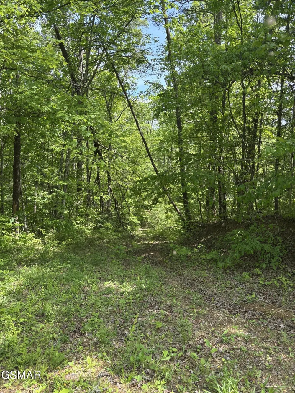 1450 Cabin Way Del Rio, TN 37727