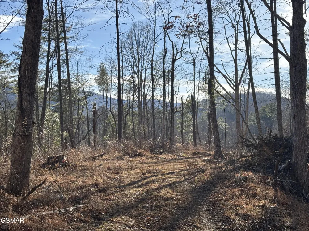 1 Bull Mountain Road Del Rio, TN 37727