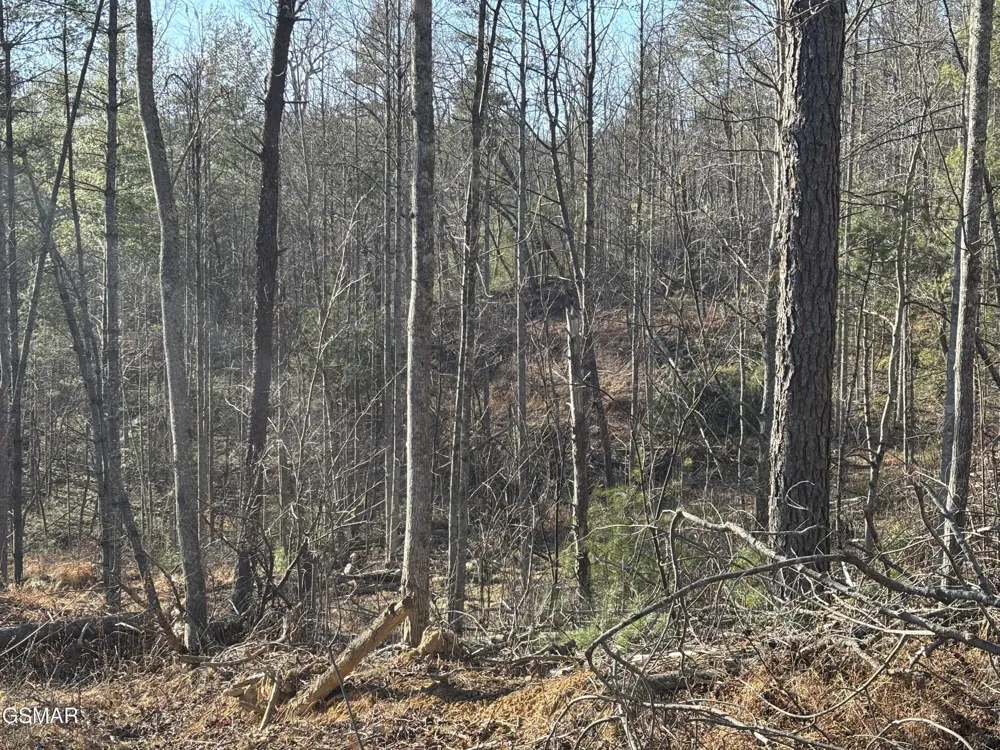 1 Bull Mountain Road Del Rio, TN 37727