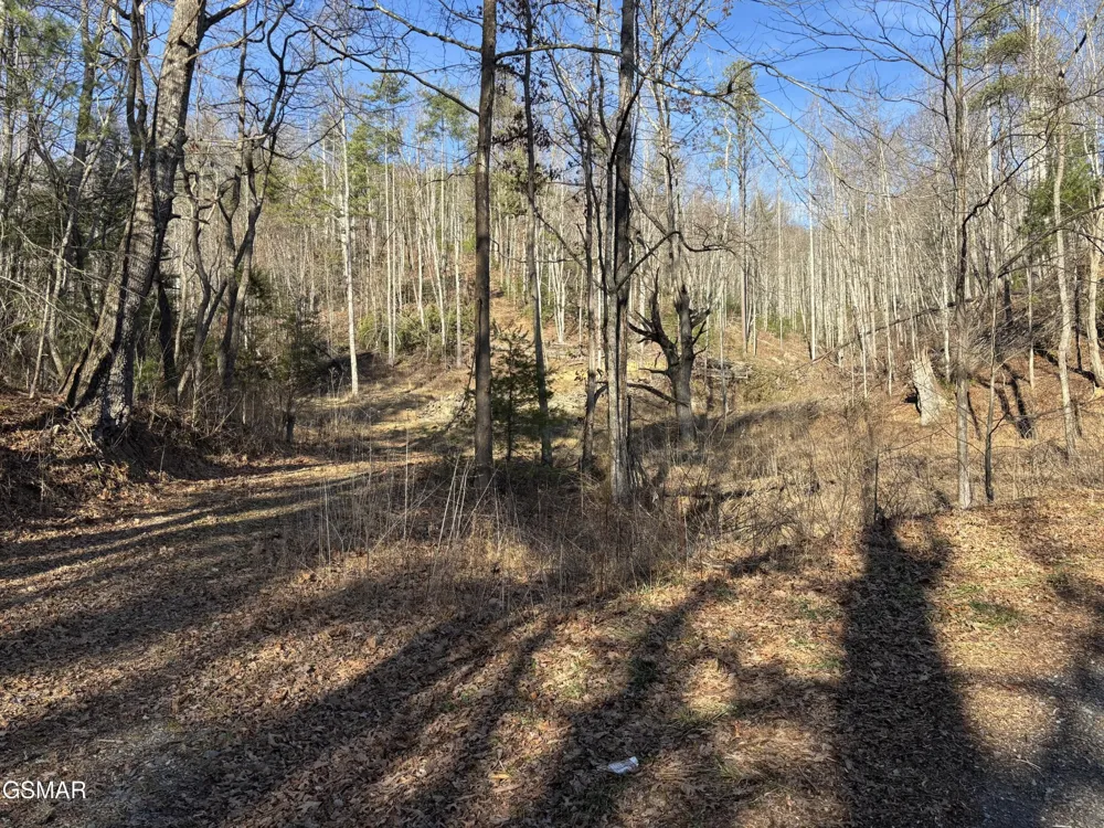 1 Bull Mountain Road Del Rio, TN 37727