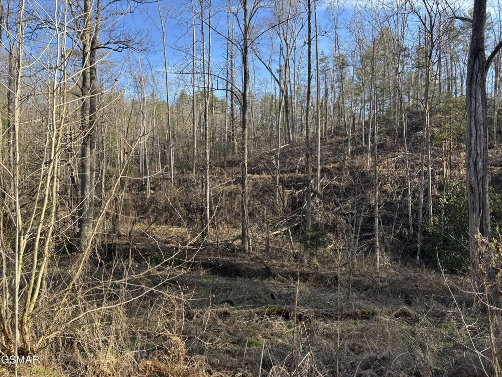 1 Bull Mountain Road Del Rio, TN 37727