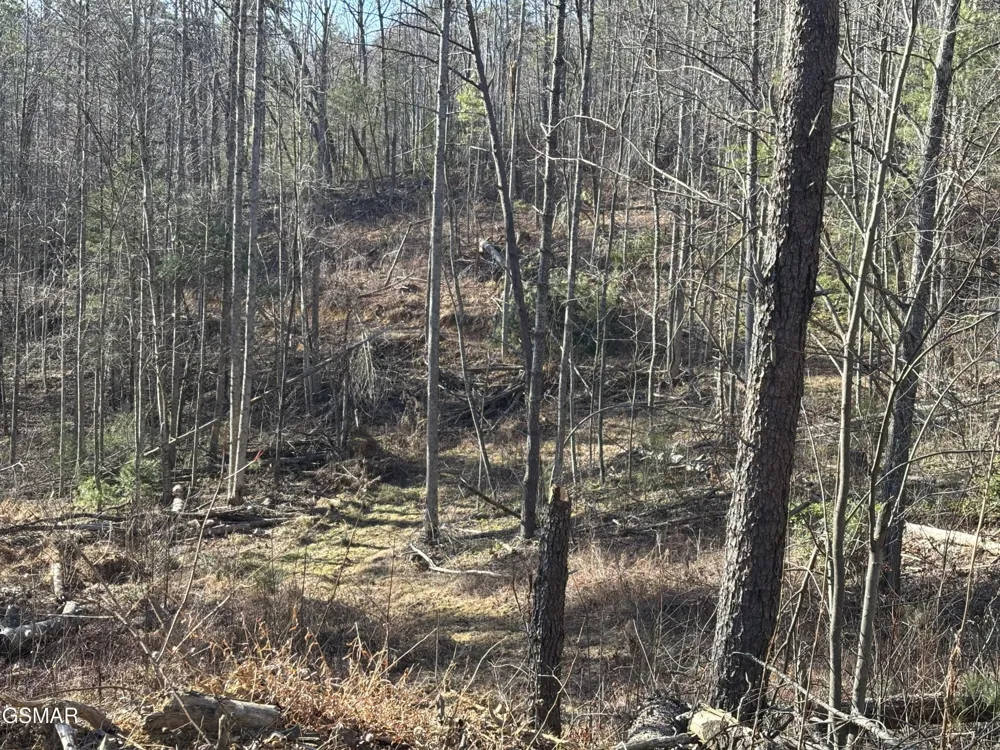1 Bull Mountain Road Del Rio, TN 37727