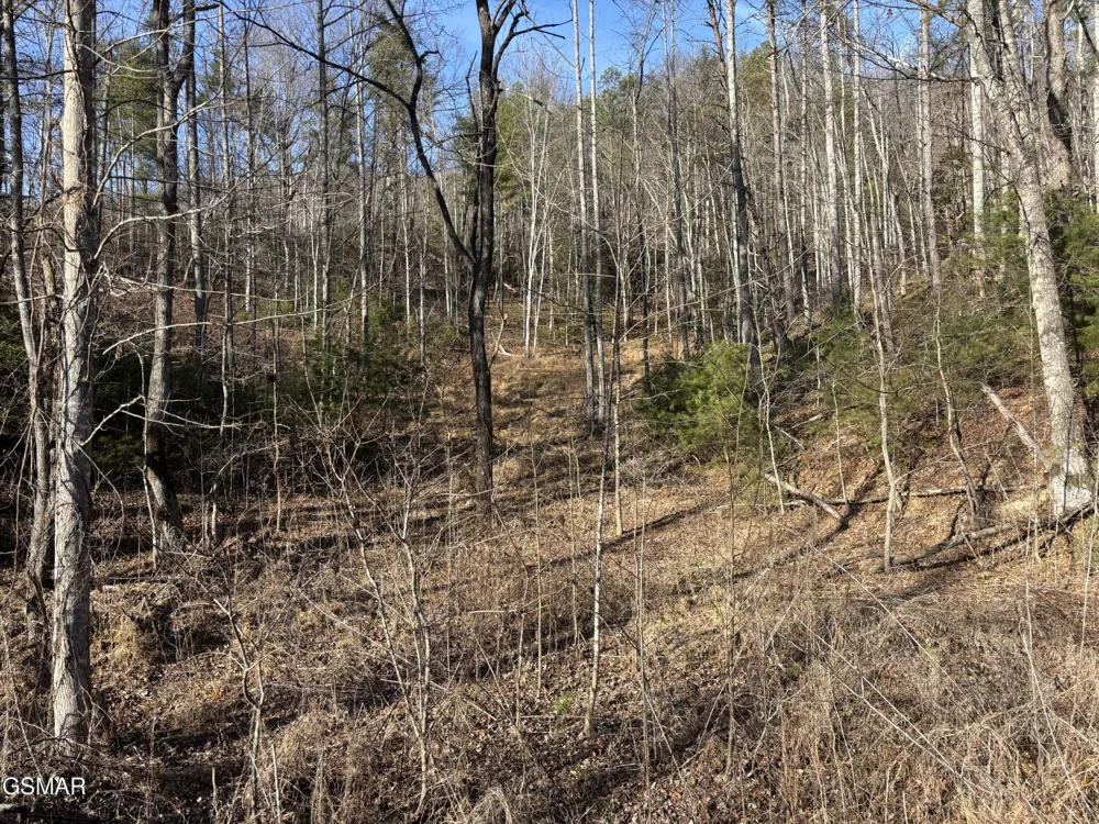 1 Bull Mountain Road Del Rio, TN 37727