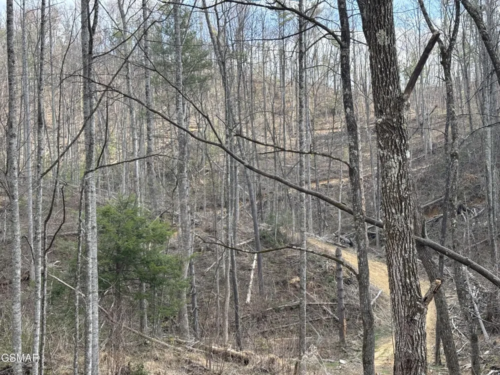 2 Bull Mountain Road Del Rio, TN 37727