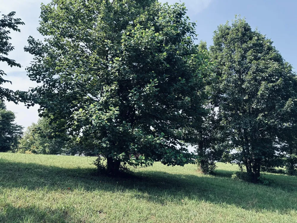 800 Sunset Circle Jasper, TN 37347