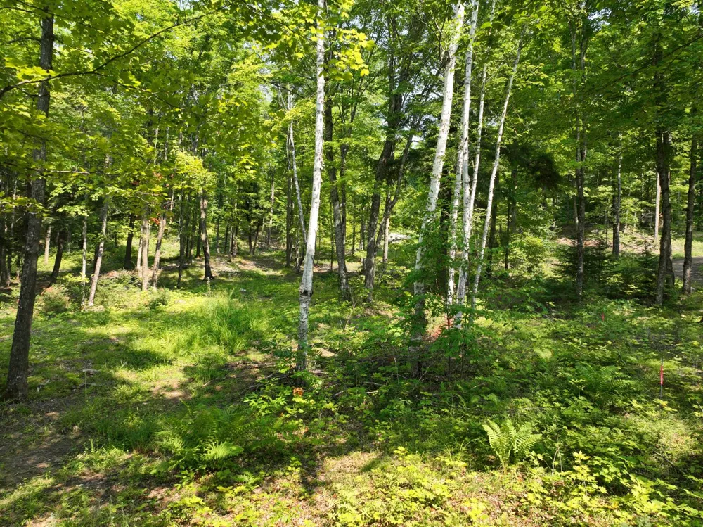 Lot 1 Little Smoky Lk Est Iron River, MI 49935