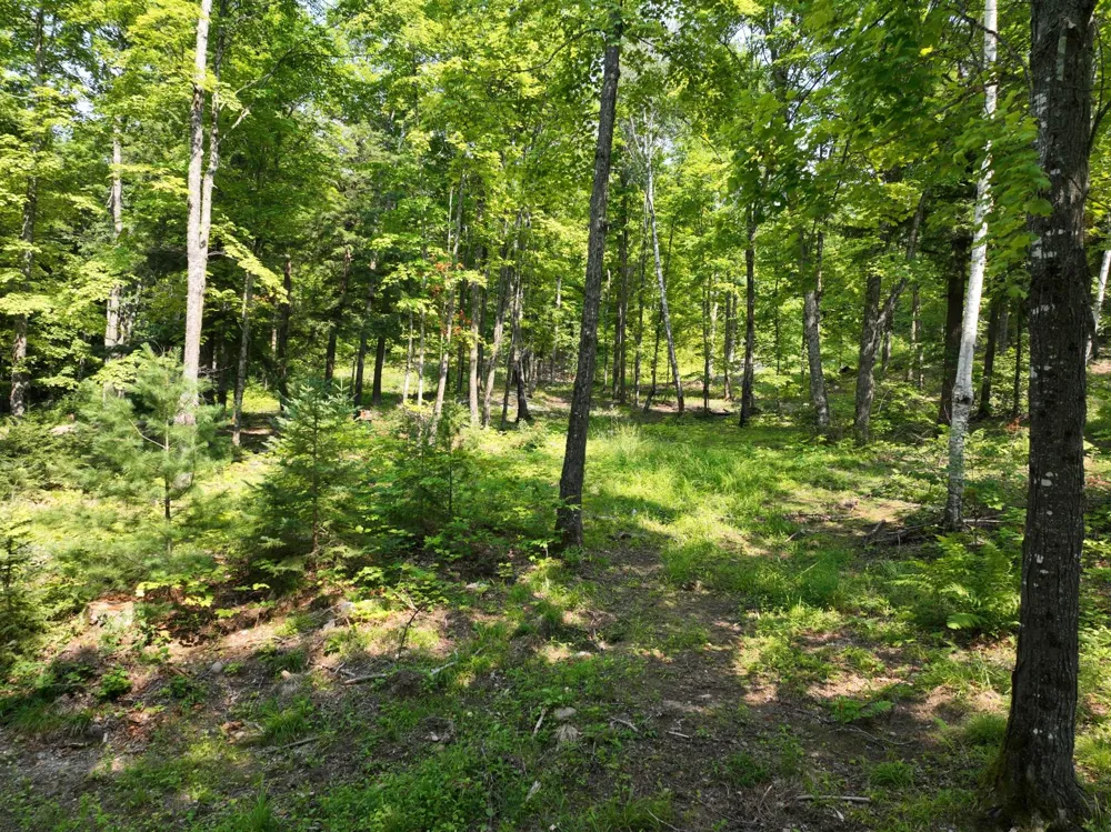 Lot 1 Little Smoky Lk Est Iron River, MI 49935