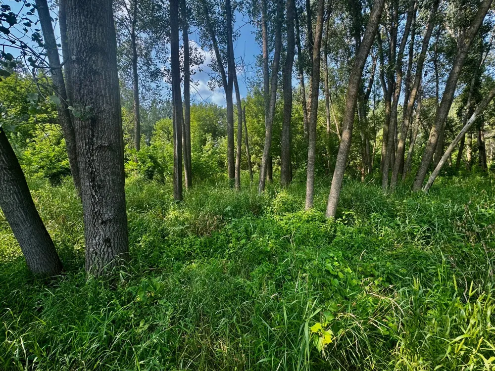 TBD Grove Street Le Sueur, MN 56058