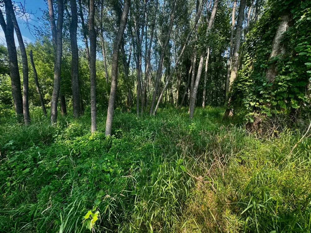 TBD Grove Street Le Sueur, MN 56058