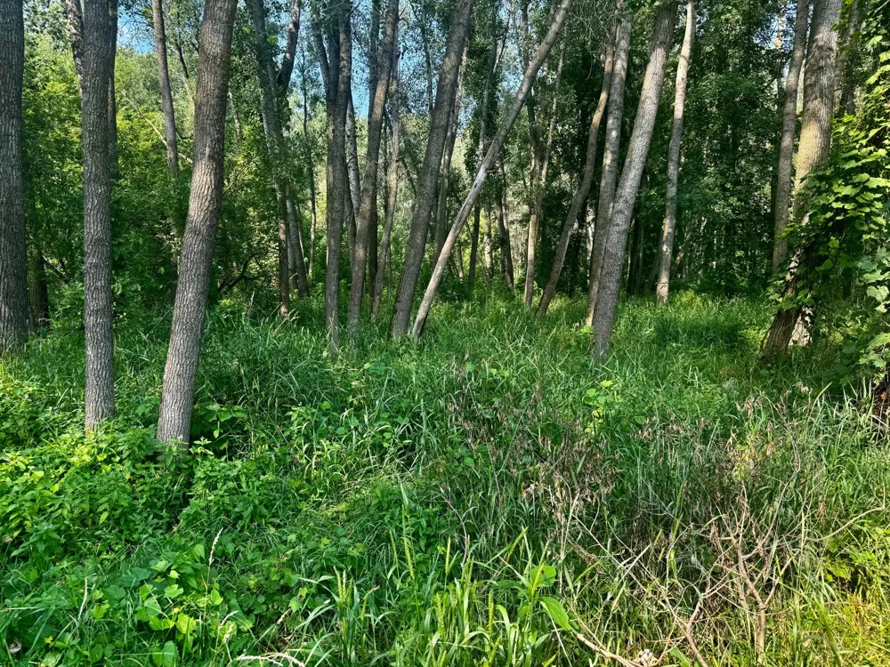 TBD Grove Street Le Sueur, MN 56058