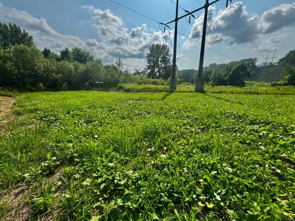 TBD Grove Street Le Sueur, MN 56058