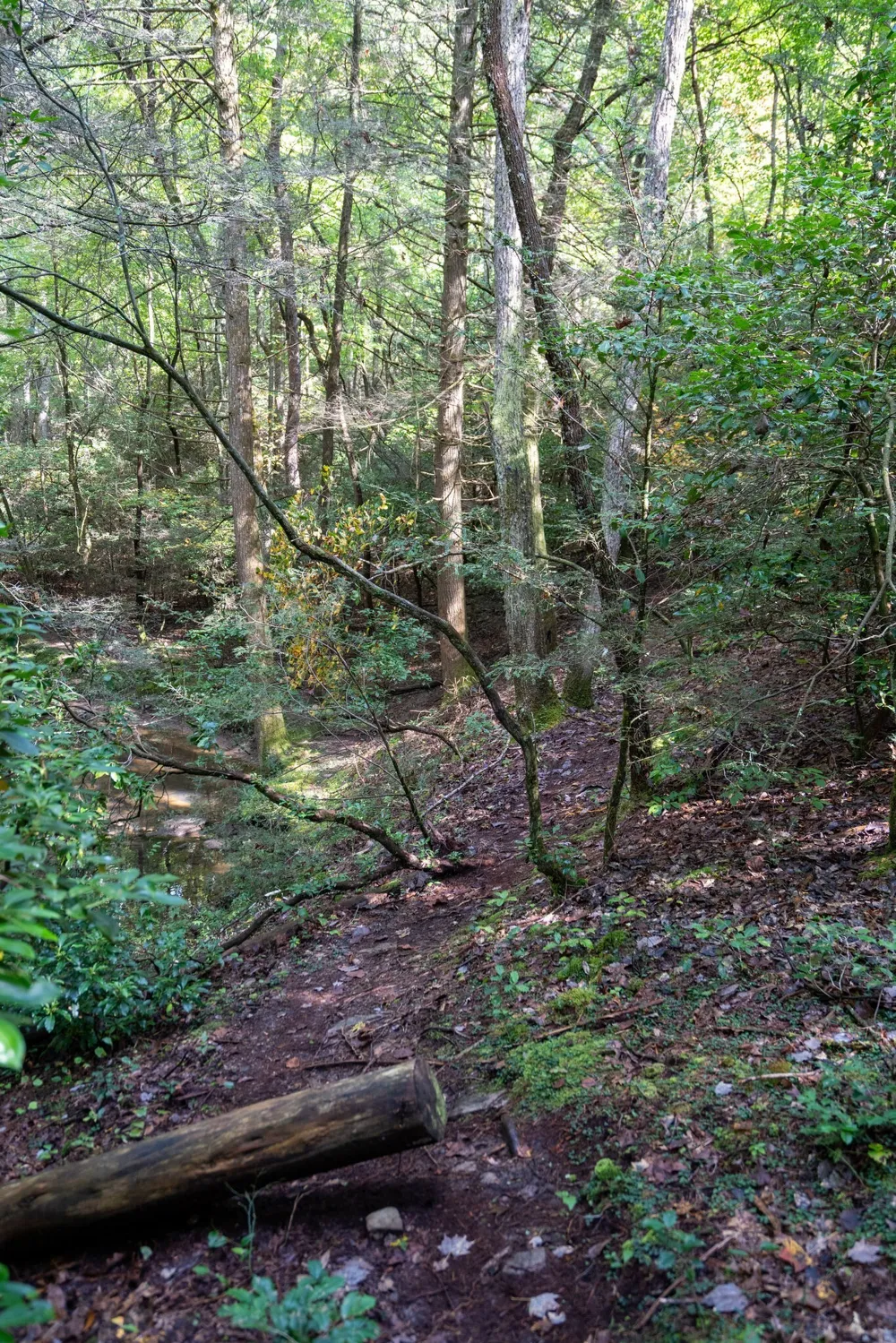0 Woodly Branch Rd Monteagle, TN 37356