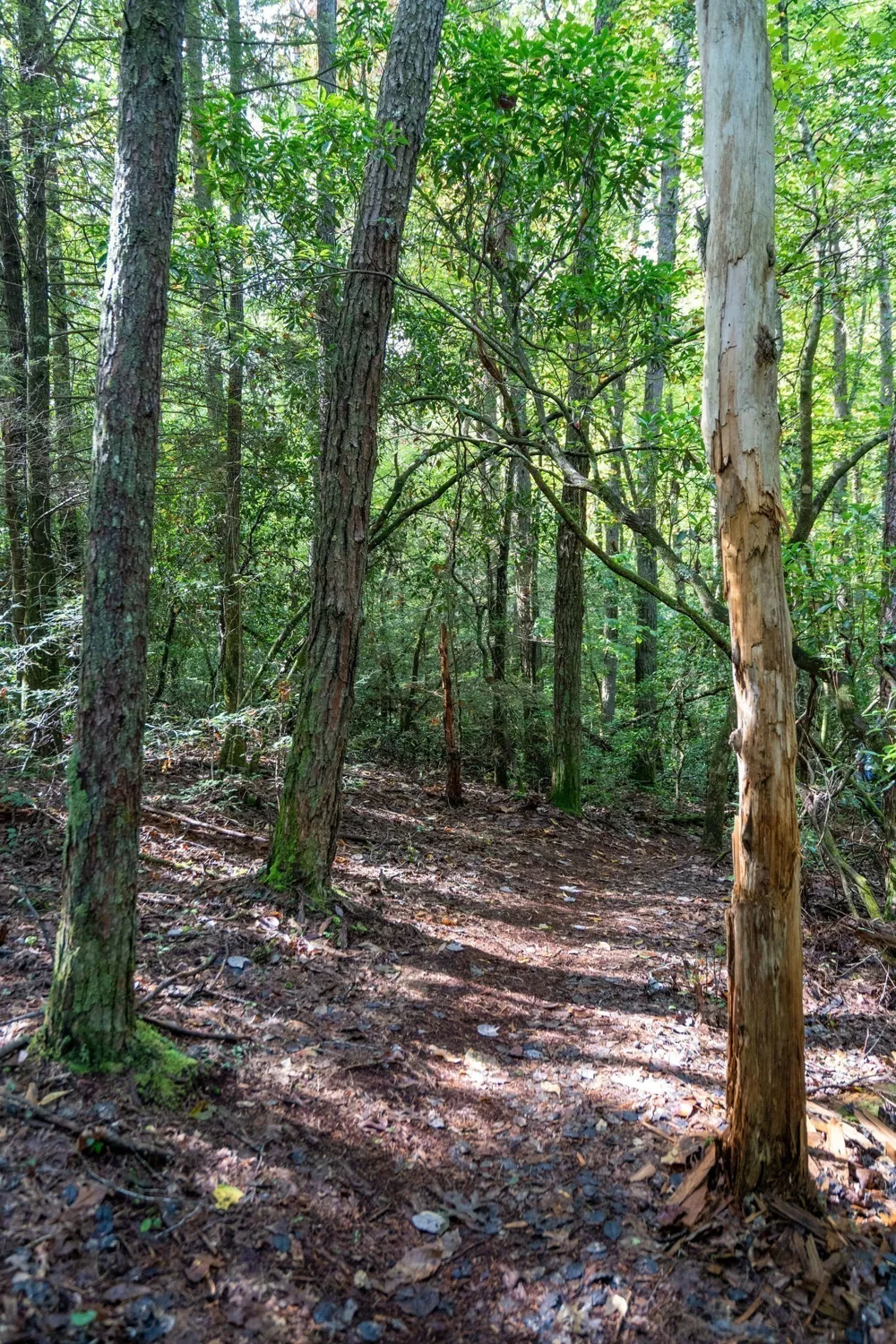75A Deer Lick Trail Monteagle, TN 37356