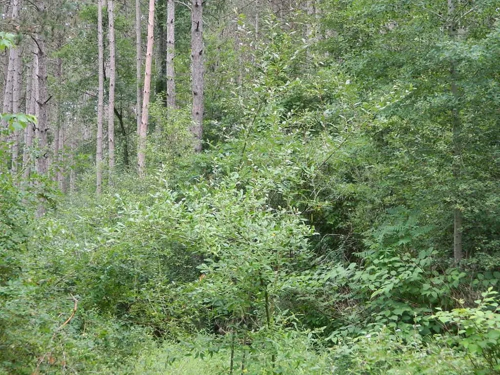 19282 Highway US 10 Richmond Township, MI 49677