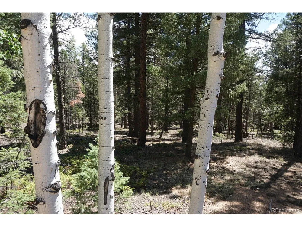 616 Indian Creek Road Florissant, CO 80816