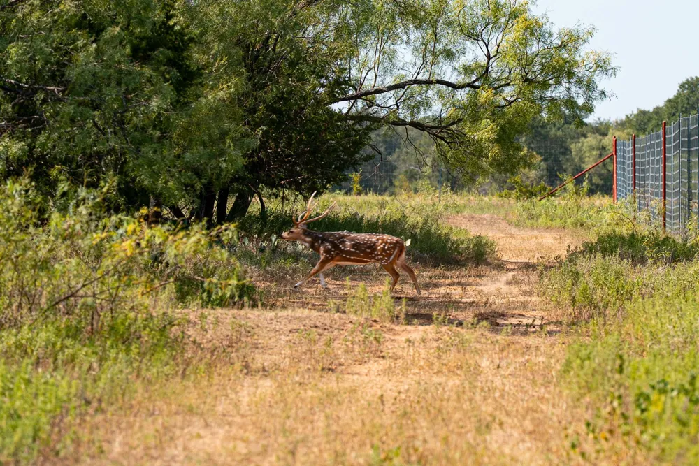 897 Wilson Palo Pinto, TX 76484