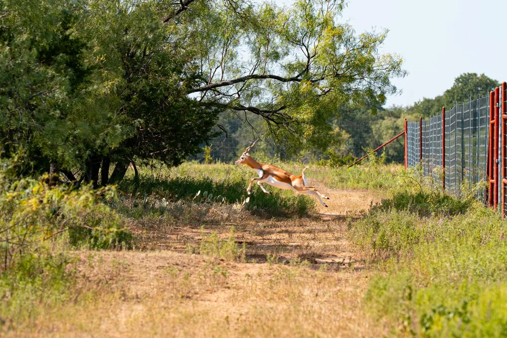 897 Wilson Palo Pinto, TX 76484