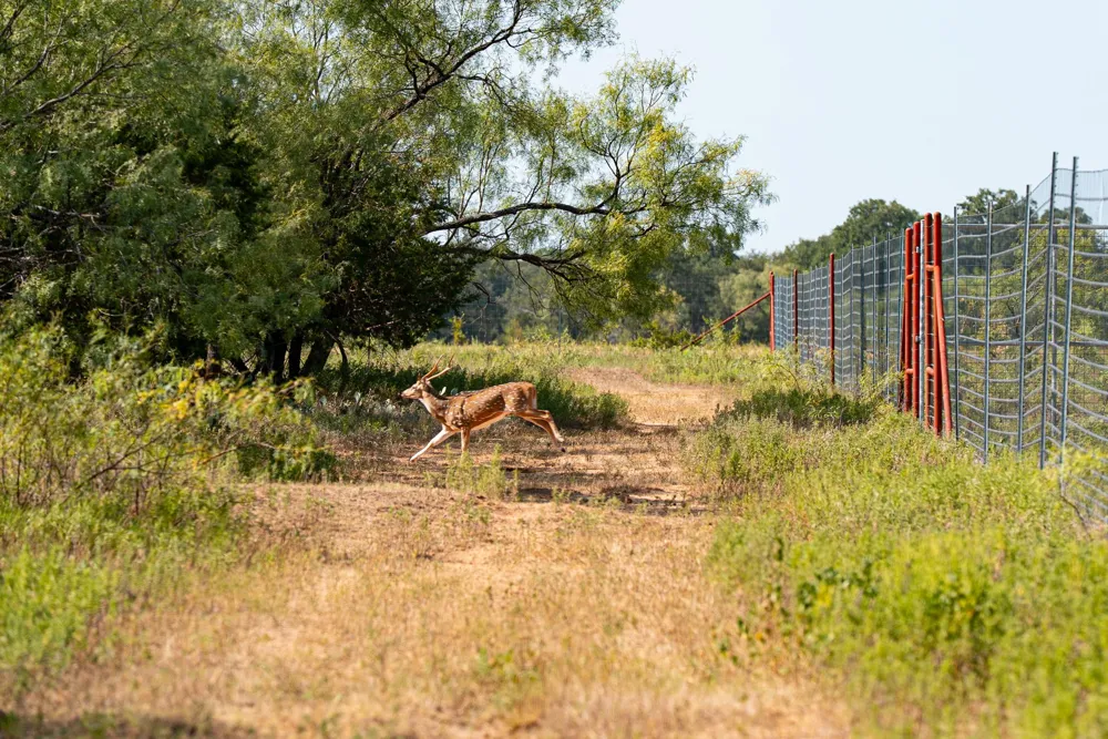 897 Wilson Palo Pinto, TX 76484