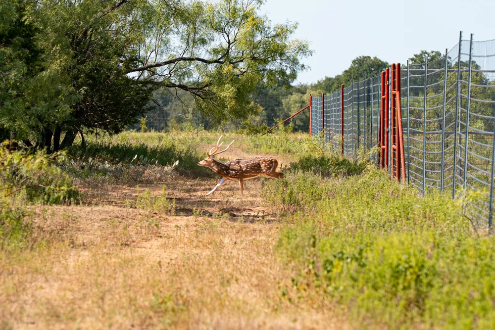 897 Wilson Palo Pinto, TX 76484