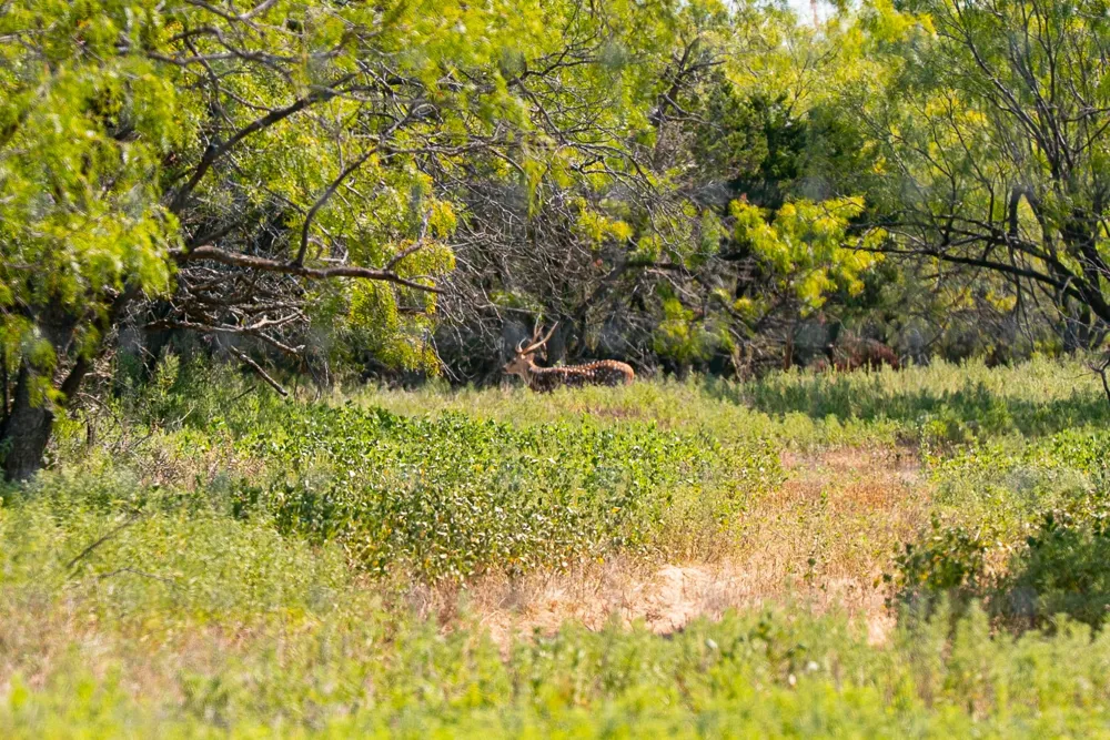 897 Wilson Palo Pinto, TX 76484