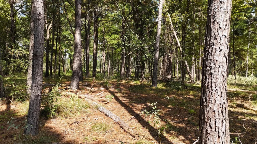 Cherokee Trail Lovelady, TX 77851